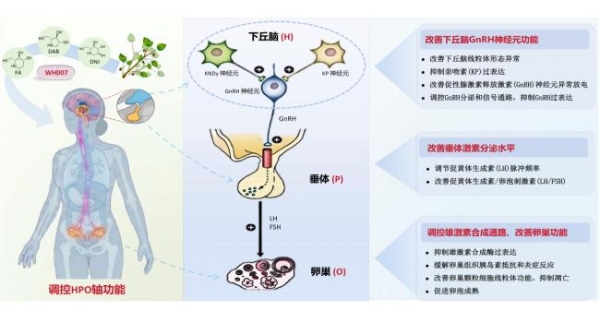 重磅医学更新！PCOS 正式更名 PMOS 天然药物给出新答案 