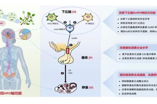 重磅医学更新！PCOS 正式更名 PMOS 天然药物给出新答案 