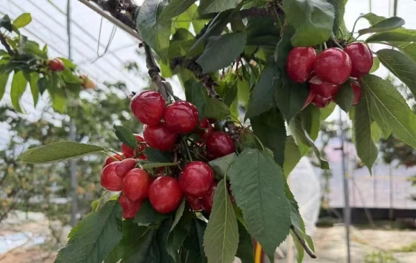 十九载打造产销共荣生态链，顺丰荣获烟台大樱桃”地理标识授权”