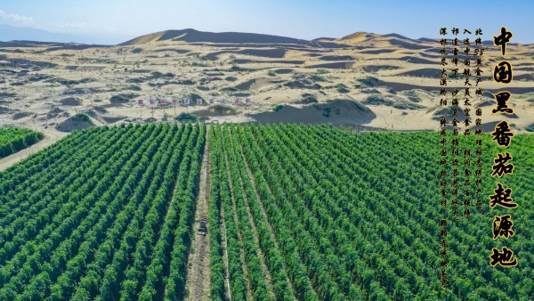 不止番茄汁！美素全黑番茄精粹原浆重磅发布 航天级珍稀营养开启国民健康新选择 