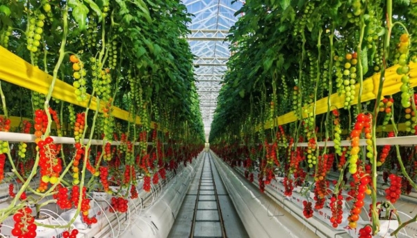 全球化更进一步！一颗大™王牌产品即将登陆美国市场 