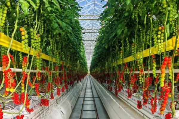 全球化更进一步！一颗大™王牌产品即将登陆美国市场 