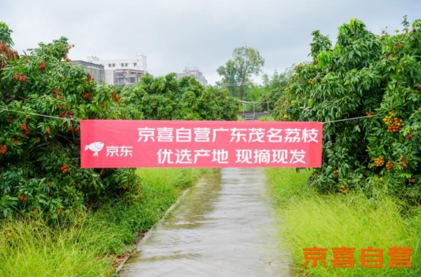 京东京喜首个生鲜基地落户广东 助力茂名荔枝走向全国 