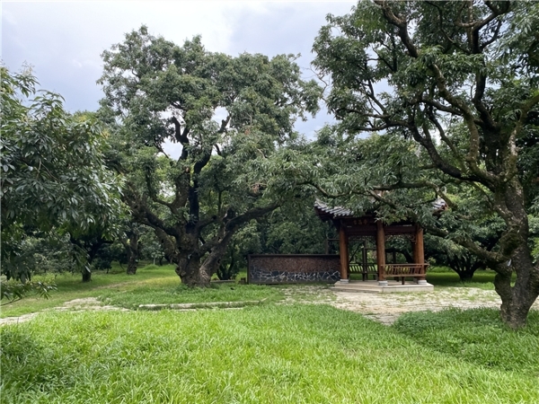 把唐朝的甜送到你手上：京东重走荔枝贡道，千年古荔即将开拍 