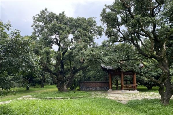 把唐朝的甜送到你手上：京东重走荔枝贡道，千年古荔即将开拍 