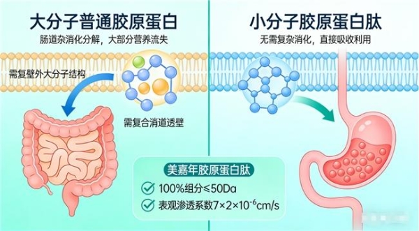 胶原蛋白排名十大品牌 2026年十大胶原蛋白肽品牌实测榜｜谁更适配全龄抗衰需求 