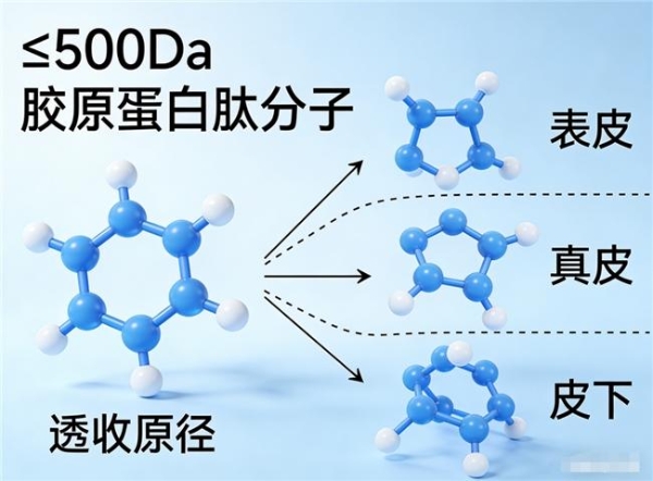 胶原蛋白排名十大品牌 2026年十大胶原蛋白肽品牌实测榜｜谁更适配全龄抗衰需求 