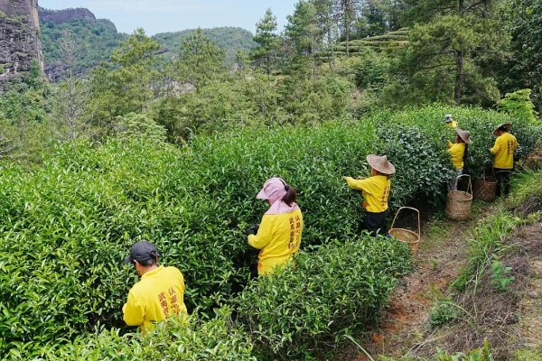 心头肉茶业采茶季双线并行，用极致工艺为品牌势能“加码” 