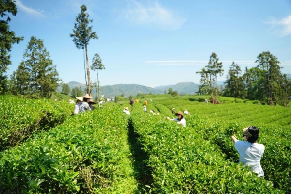心头肉茶业采茶季双线并行，用极致工艺为品牌势能“加码” 