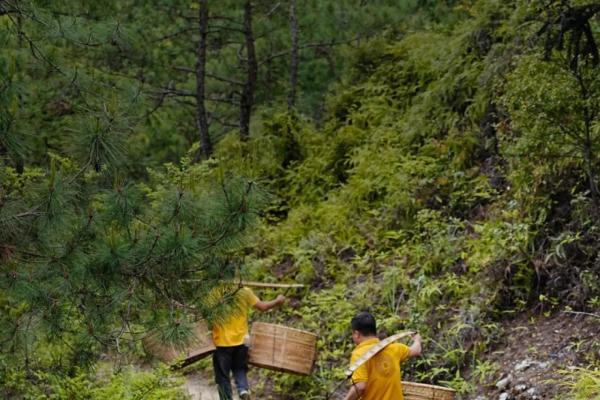 心头肉茶业采茶季双线并行，用极致工艺为品牌势能“加码” 