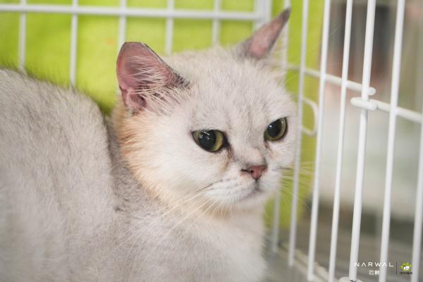 云鲸携手深圳猫网举办线下领养活动，以公益行动践行宠物友好理念 