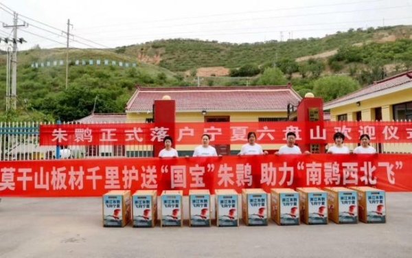 千里护航 莫干山板材以企业担当守护“东方宝石”朱鹮回家路 