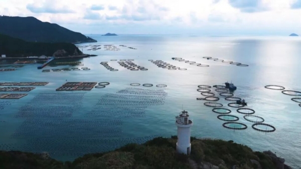 以时间致敬海洋，一米八用心培育慢长好鱼，传递地道海味 