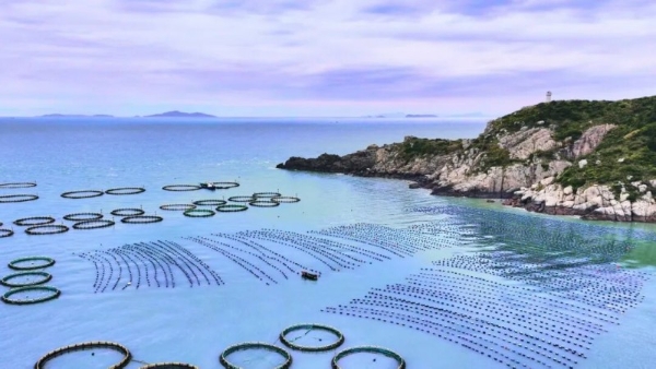 以时间致敬海洋，一米八用心培育慢长好鱼，传递地道海味 