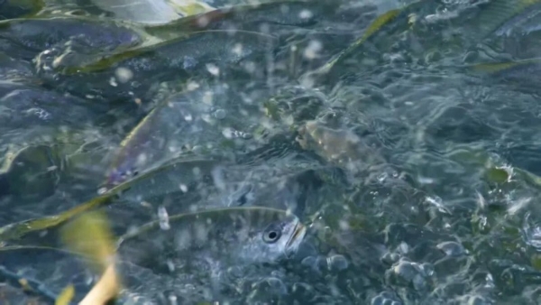 以时间致敬海洋，一米八用心培育慢长好鱼，传递地道海味 
