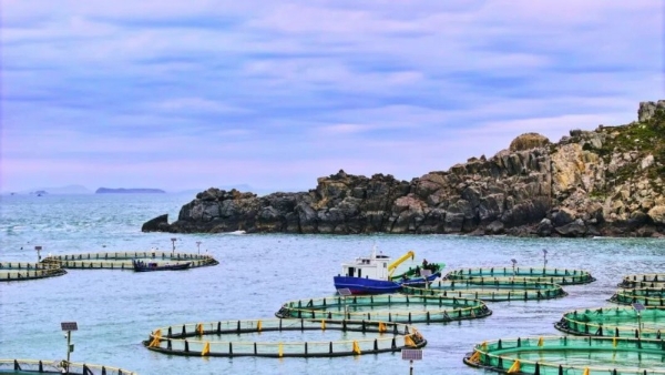 以时间致敬海洋，一米八用心培育慢长好鱼，传递地道海味 