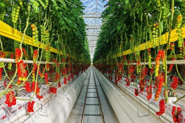 618开门红！一颗大™️7天销售额破180万，登顶天猫番茄类目榜首 