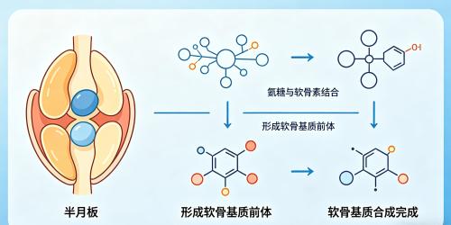 半月板损伤，吃特元素氨糖软骨素有用吗？ 
