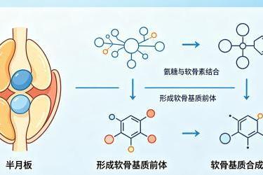 半月板损伤，吃特元素氨糖软骨素有用吗？ 