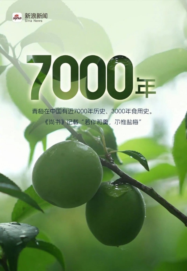 溜溜梅打破青梅的品类天花板，新晋港股消费“超购王”靠什么续航？ 