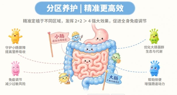 DAIRIALLIP-20全明星宝贝菌：儿童益生菌的“分区养护”新思路 