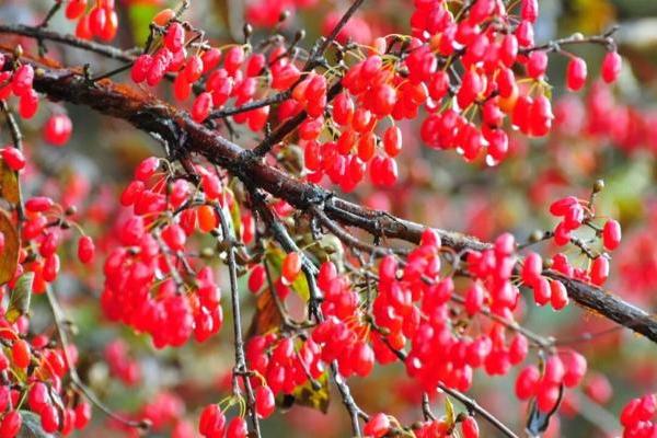仲景宛西制药荣膺河南省省长质量奖——树立中药行业质量管理标杆 