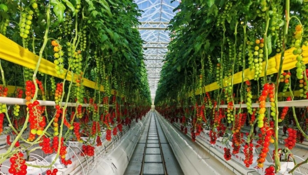 一颗大™创始人马铁民主题分享：用品牌化助力传统产业跃迁