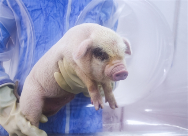 芳禾生物丨国家队入局！大陆首个SPF猪源胶原获批 