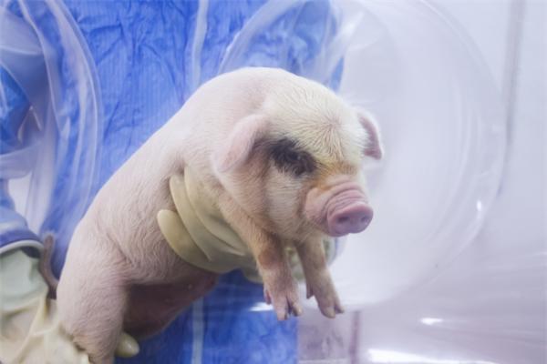 芳禾生物丨国家队入局！大陆首个SPF猪源胶原获批 