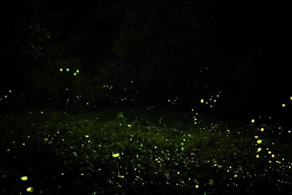 美岕萤火虫生态夜公园将开启 “夏夜花海·萤火虫之约”主题活动 