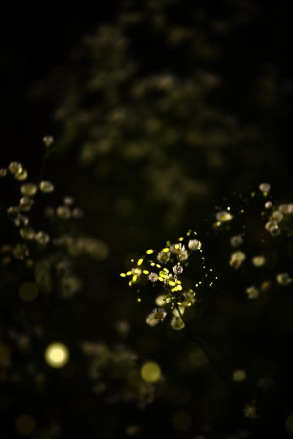 美岕萤火虫生态夜公园将开启 “夏夜花海·萤火虫之约”主题活动 