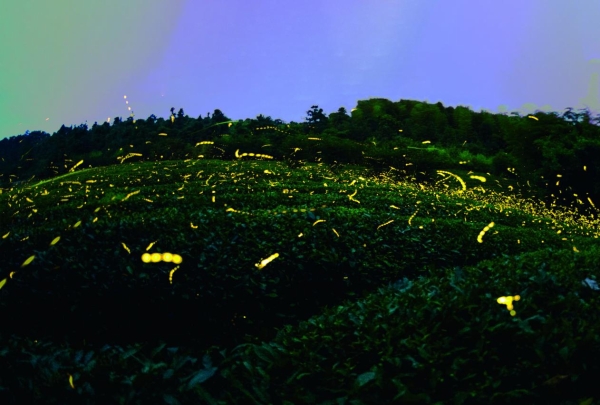 美岕萤火虫生态夜公园将开启 “夏夜花海·萤火虫之约”主题活动 