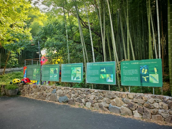 美岕萤火虫生态夜公园将开启 “夏夜花海·萤火虫之约”主题活动 