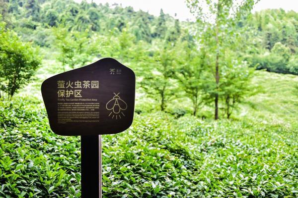 美岕萤火虫生态夜公园将开启 “夏夜花海·萤火虫之约”主题活动 