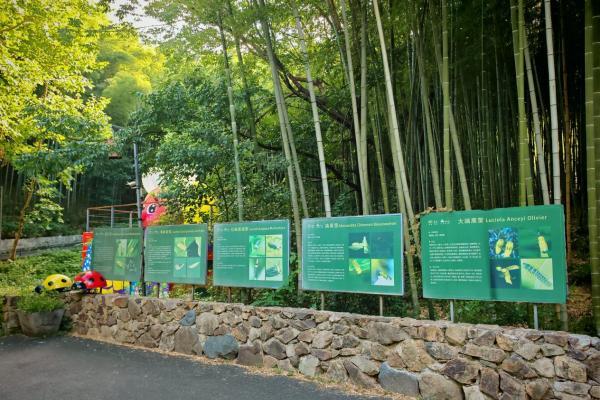 美岕萤火虫生态夜公园将开启 “夏夜花海·萤火虫之约”主题活动 
