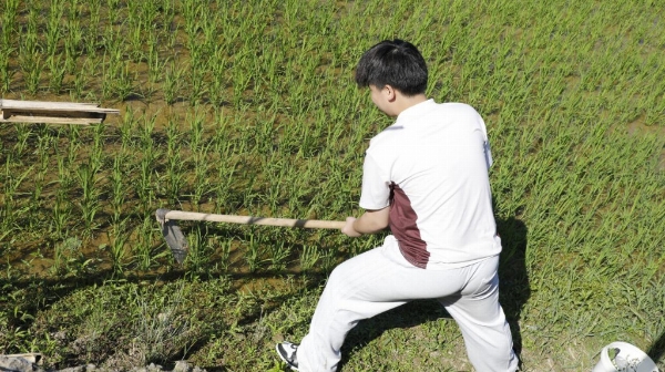 稻鳅共生育活水 青春实干助振兴 ——浙江越秀外国语学院实践团暑期赋能乡村振兴纪实 