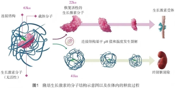 指南·标准·共识│基于暂时连接技术的长效生长激素临床应用专家指导意见 