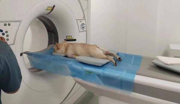 从人医到宠医：一场成功的中国医学影像技术迁移 