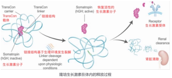 美国长效生长激素领导品牌- 维臻高入华，中国家长该如何看待这一新选择？ 