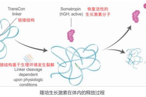 美国长效生长激素领导品牌- 维臻高入华，中国家长该如何看待这一新选择？ 