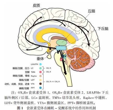 全球百万患者使用验证：精准靶向食欲素，长效安全失眠治疗新方 