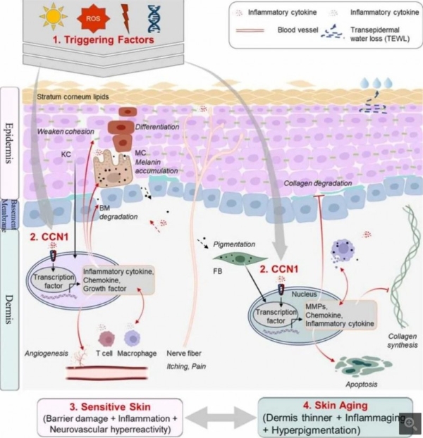 SkinLane肌侣｜CCN1—连接敏感肌与皮肤衰老的关键枢纽 