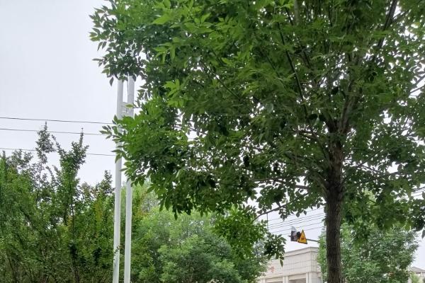 万语言聪爱心助考 为邯郸学子撑起一片清凉 