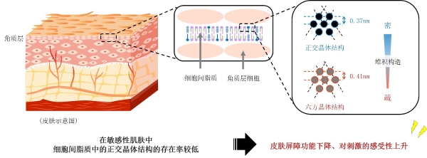 花王针对屏障功能低下的敏感性皮肤中神经酰胺的实态研究 