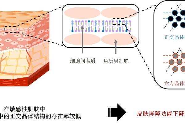 花王针对屏障功能低下的敏感性皮肤中神经酰胺的实态研究 