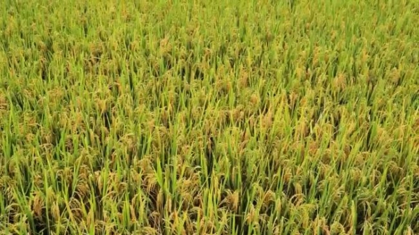 不止于“有机”：解码禾泱泱稻鸭共生背后的辅食新标准 