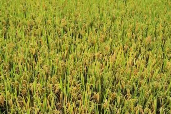 不止于“有机”：解码禾泱泱稻鸭共生背后的辅食新标准 