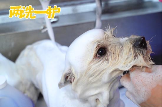 50 台洗护车织密服务网 Wagoo哇咕构建上海全场景中高端宠服生态 