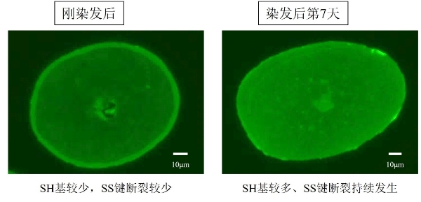 花王阐明黑发染色后发质损伤显现的内在机制 