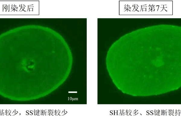 花王阐明黑发染色后发质损伤显现的内在机制 